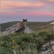 Skwarna Łapa.