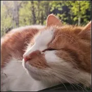 Puszczykowy Huk