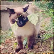 Artem
