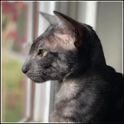 Kozia Gwiazda