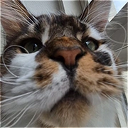 [Obrazek: avatar_2370.webp]