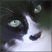 [Obrazek: avatar_2649.webp]