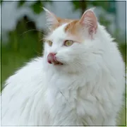 Dudkowa Łapa