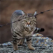 Łom