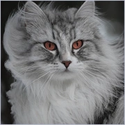 [Obrazek: avatar_2970.webp]