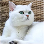 [Obrazek: avatar_2985.webp]