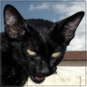 avatar 1