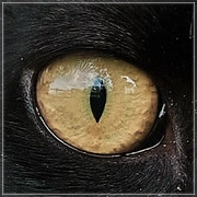 avatar 5