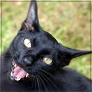 avatar 4